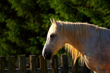 Image showing beautiful horse at dusk