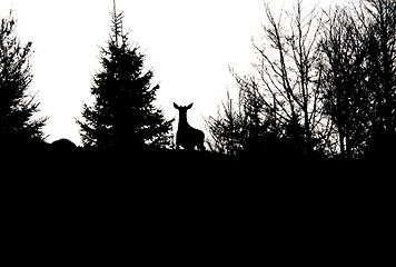 Image showing red deer stag in spring