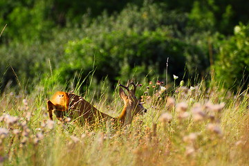 Image showing running roebuck