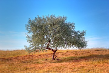 Image showing willow in the field