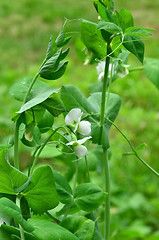 Image showing Blooming peas