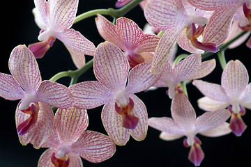 Image showing colorful orchid flowers