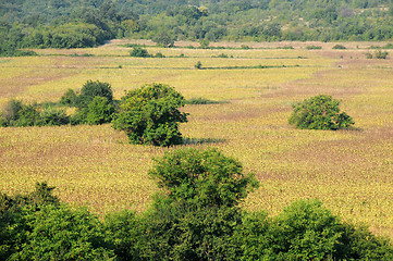 Image showing Faded Sunflowers and Green Vegetation