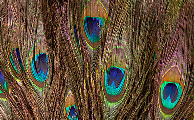 Image showing Colorful Peacock Feather