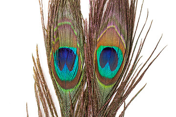 Image showing Colorful Peacock Feather