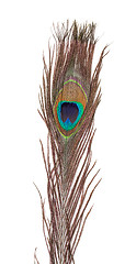 Image showing Colorful Peacock Feather