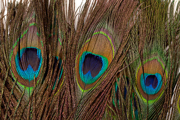 Image showing Colorful Peacock Feather