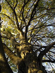 Image showing autumnal tree