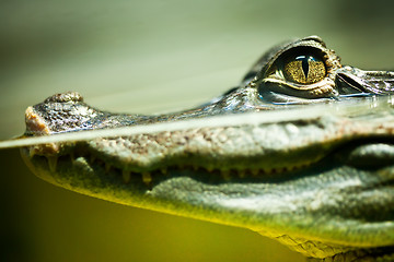 Image showing Caiman crocodilus