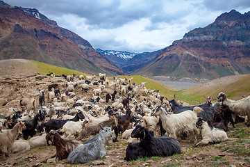 Image showing Mountain goats, Spiti Valley