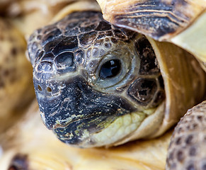 Image showing turtle