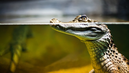 Image showing Caiman crocodilus