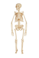 Image showing human skeleton