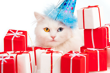 Image showing White cat with gifts