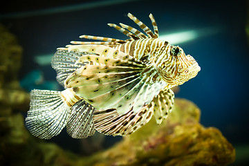 Image showing Pterois radiata