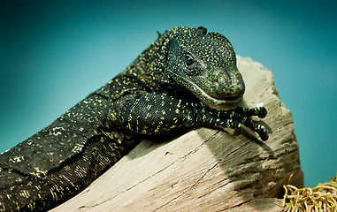 Image showing Varanus salvadorii