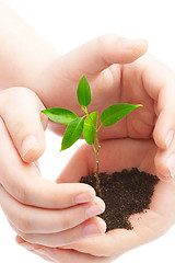 Image showing Human hands and young plant