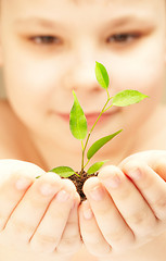 Image showing The boy observes cultivation of a young plant.