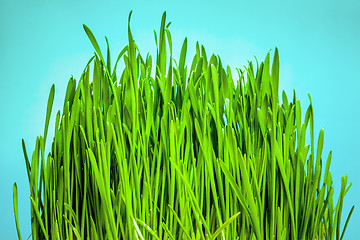 Image showing grass