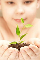 Image showing The boy observes cultivation of a young plant.