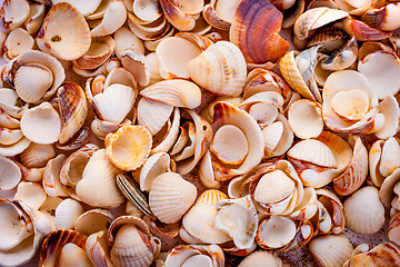 Image showing seashells background