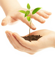 Image showing Human hands and young plant