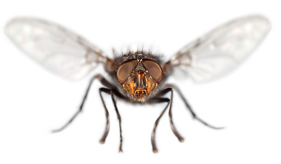 Image showing Fly close up