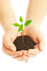 Image showing Human hands and young plant