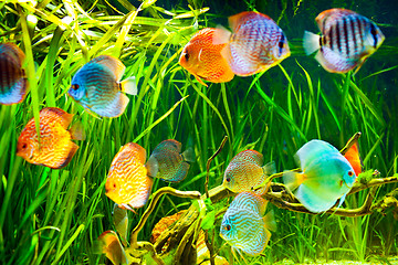 Image showing Symphysodon discus