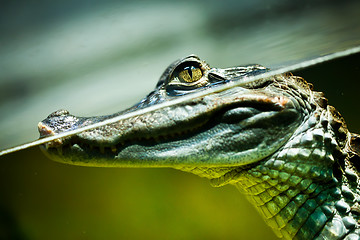 Image showing Caiman crocodilus