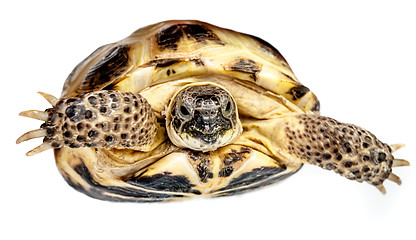 Image showing turtle