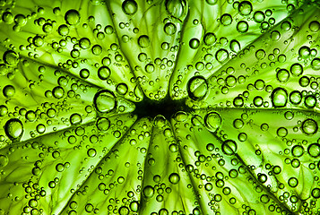 Image showing citrus close up with bubbles, abstract green background