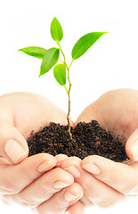 Image showing Human hands and young plant