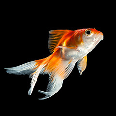 Image showing goldfish