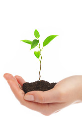 Image showing Human hands and young plant