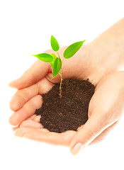 Image showing Human hands and young plant