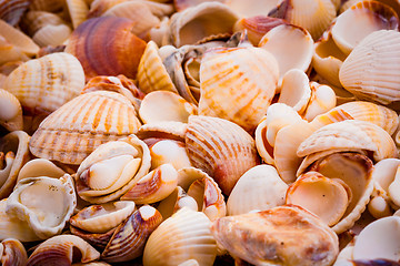 Image showing seashells background