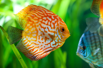 Image showing Symphysodon discus