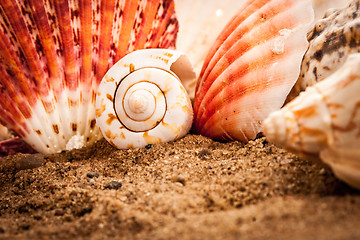 Image showing seashells background