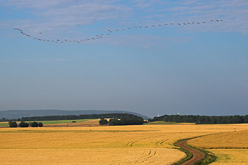 Image showing cranes