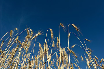 Image showing wheat