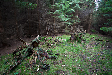 Image showing Forest