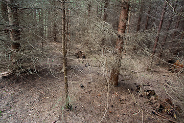 Image showing Forest