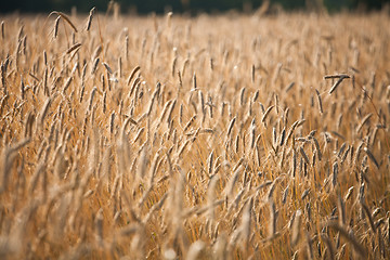 Image showing wheat