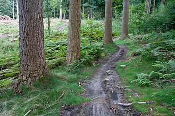 Image showing Forest