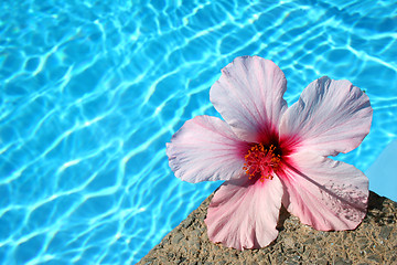 Image showing Flower by Pool