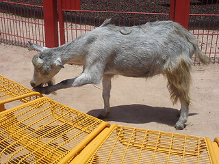 Image showing Grey Goat