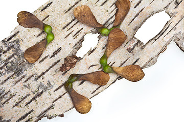 Image showing Maple tree fruit