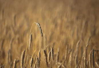 Image showing wheat