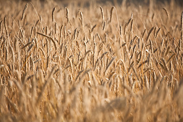 Image showing wheat